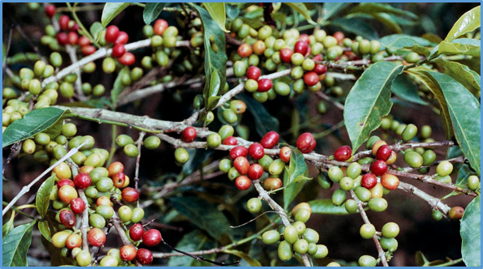 Integration of transcriptome, metabolome and high-throughput amplicon sequencing reveals potential mechanisms of antioxidant activity and environmental adaptation in the purple-leaf phenotype of Coffea cultivars