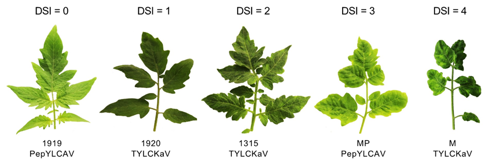 Integration of Ty-1/Ty-3 and Ty-6 confers improved and durable resistance to highly pathogenic begomoviruses in tomato