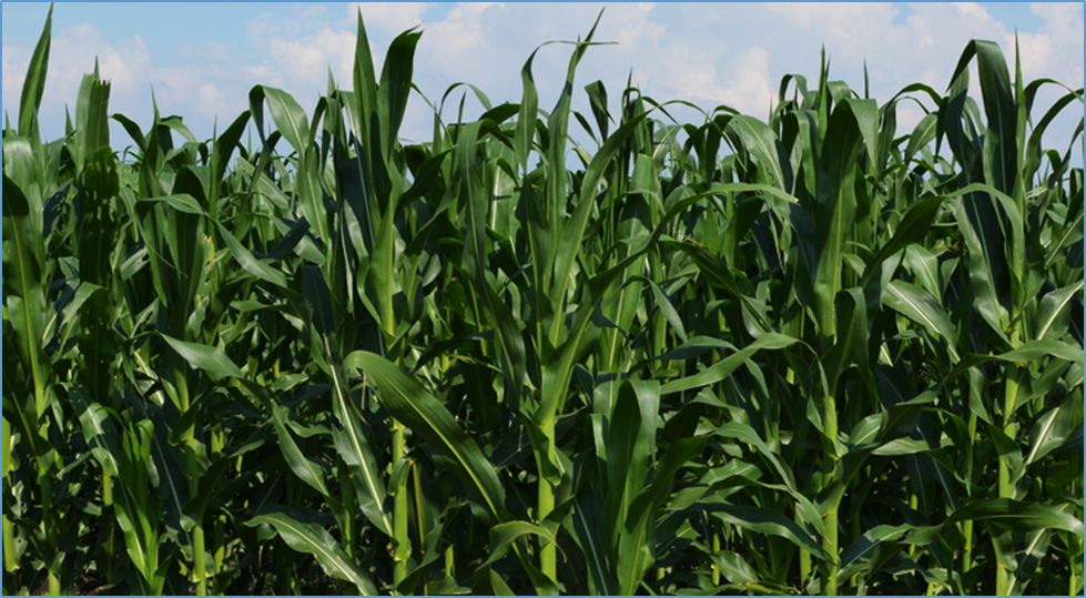 Inter-plot competition in hybrid maize multi-environment yield trials in Ethiopia can reduce rate of genetic gain