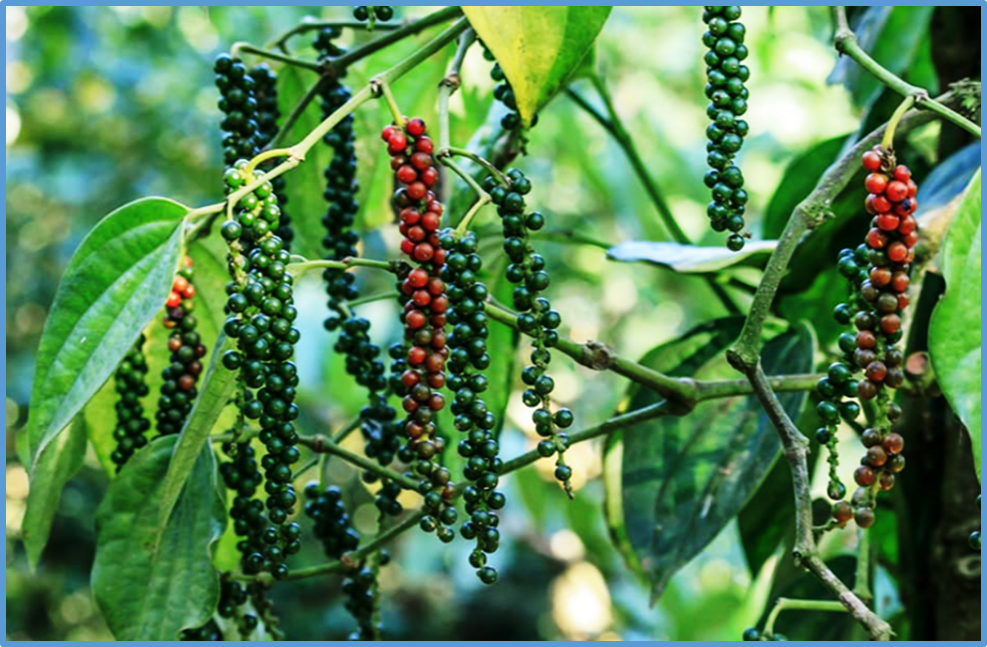 Intra species dissection of Phytophthora capsici resistance in black pepper