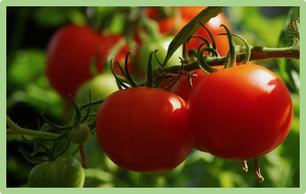 Investigating cis-regulatory elements and gene expression in multiple tomato varieties using interpretable deep learning