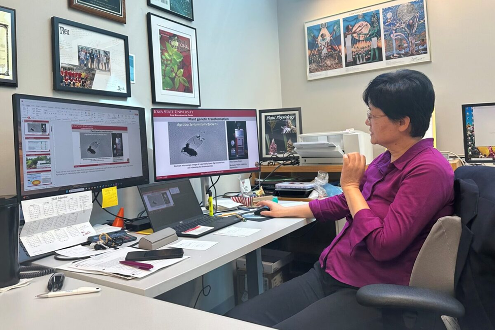 Iowa State Scientists Use Gene Editing to Explore Chromosomes of Agrobacterium tumefaciens