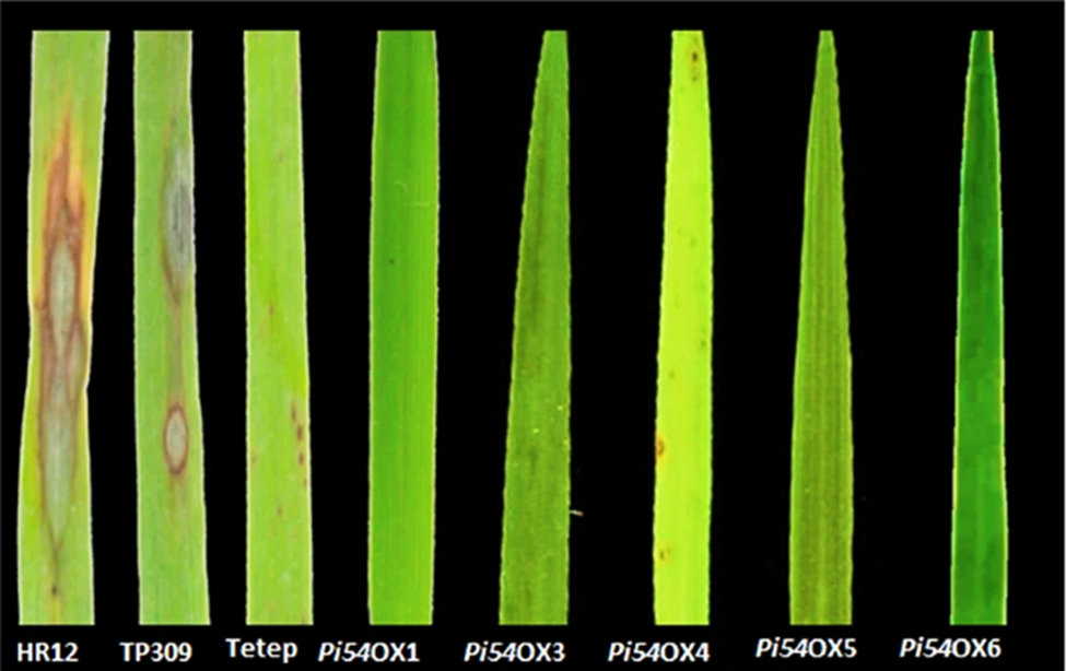 Jacalin-Related Lectin OsJacLK1 Positively Regulates Resistance to Magnaporthe oryzae in Rice