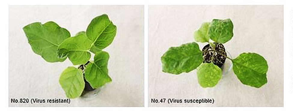 Japanese Scientists Identify First Begomovirus Resistance Gene in Eggplants