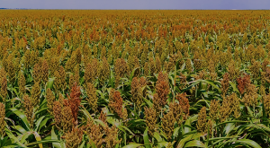 Scientists in Africa Use Gene Editing to Protect Crops from Local Threats
