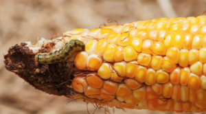Researchers Reveal Novel Genetic Basis of Pest Resistance to Biotech Crops