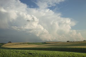 Pilot Planting of GE Maize and Soybeans Reaches More Regions in China