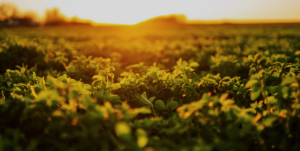 ARS Research Team Boost Alfalfa`s Salt Tolerance