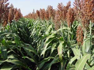 GWAS of grain color and tannin content in Chinese sorghum based on whole-genome sequencing