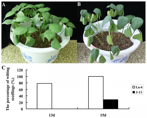 Transcriptome and metabolome profiling of interspecific CSSLs reveals general and specific mechanisms of drought resistance in cotton