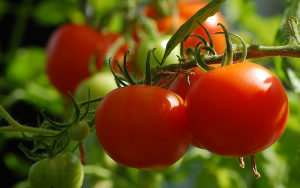Augmenting tomato functional genomics with a genome-wide induced genetic variation resource