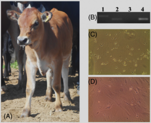 Human proinsulin production in the milk of transgenic cattle