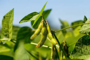 Reaction norm for genomic prediction of plant growth: modeling drought stress response in soybean