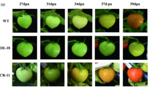Exploring the influence of a single-nucleotide mutation in EIN4 on tomato fruit firmness diversity through fruit pericarp microstructure