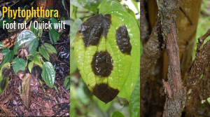 Genetic diversity, mating type and pathogenicity of two Phytophthora species infecting black pepper in India