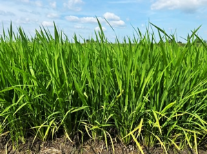 Knockout of the sugar transporter OsSTP15 enhances grain yield by improving tiller number due to increased sugar content in the shoot base of rice (Oryza sativa L.)