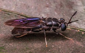 Genetically Engineered Black Flies to Reduce Waste and Keep it Out of Landfills