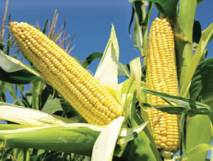 Development of Transgenic Maize Tolerant to Both Glyphosate and Glufosinate 