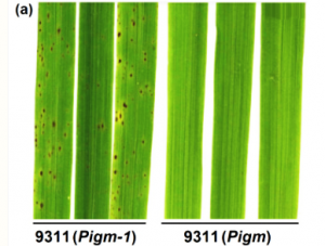Resistance Spectrum Analysis and Breeding Utilization of Rice Blast Resistance Gene Pigm-1