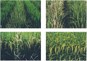 Effect of Bt traits on growth and weed competitiveness of transgenic rice