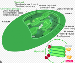 Diversity of RNA editing in chloroplast transcripts across three main plant clades