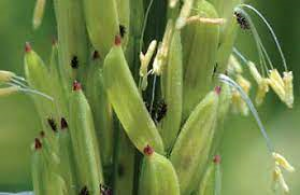 Adaptation to high latitudes through a novel allele of Hd3a strongly promoting heading date in rice