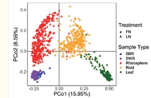Root-associated bacterial communities and root metabolite composition are linked to nitrogen use efficiency in sorghum