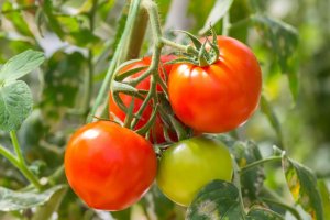 Morphological and anatomical characteristics of exserted stigma sterility and the location and function of SlLst (Solanum lycopersicum Long styles) gene in tomato