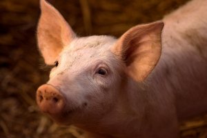 Gene Editing Produces Pigs Resistant to Influenza A Virus
