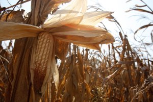 FAO Food Price Index down again in January led by lower wheat and maize prices