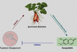 Biosynthesis of Scopoletin in Sweet Potato Confers Resistance against Fusarium oxysporum