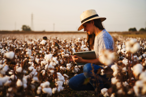 Genetic Research May Guide Production of Drought Resilient Cotton
