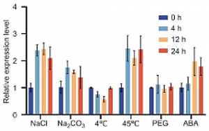 A Mitochondrial Localized Chaperone Regulator OsBAG6 Functions in Saline-Alkaline Stress Tolerance in Rice