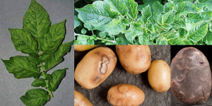 Mapping of a novel locus Ra conferring extreme resistance against potato virus A in cultivated potato (Solanum tuberosum L.)