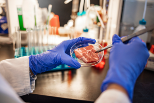 Researchers Engineered FGF2 Autocrine Signaling to Reduce High Costs in Cultivated Meat Production