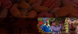 Cacao of Excellence 2023 Award Winners Revealed
