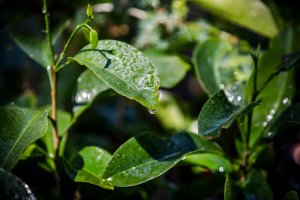 Global Environment Facility approves new FAO-led projects and programs benefiting 46 countries