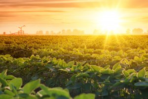 Review Sheds Light on the Current State of GM Crop Adoption in Africa