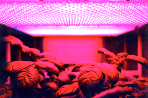 Study Shows Growing Plants in Space without Human Intervention Possible