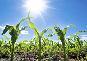 Climate Extremes Heat and Drought Reduce Crop Yields