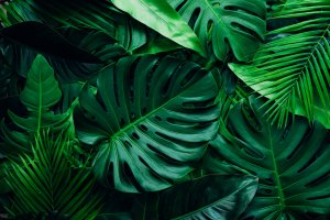 Scientists Discover Puzzling Nature of RNA Editing in Plants