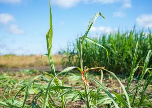 CABBI Researchers Chart Oilcane Microbiome