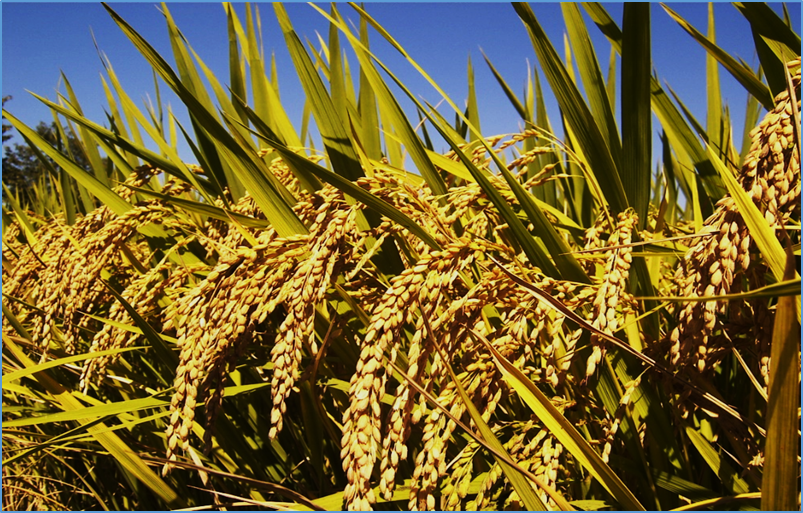 KAMALA: The First Gene-edited Variety Ready for Cultivation in India