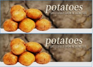 Genome-Wide Identification of the Pectate Lyase Gene Family in Potato and Expression Analysis under Salt Stress 