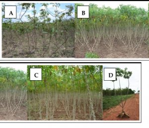 Cassava Breeding and Cultivation Challenges in Thailand: Past, Present, and Future Perspectives