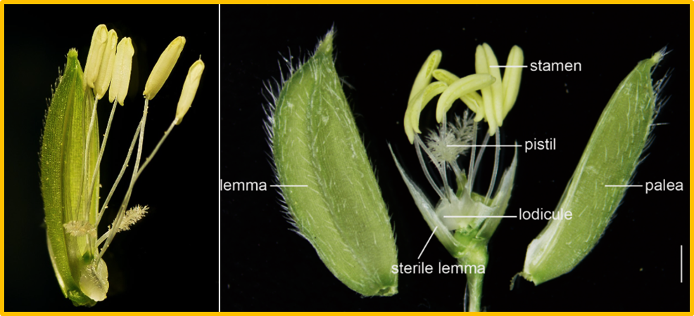 Loss of calcium-dependent protein kinases OsCPK5 and OsCPK13 leads to NLR-dependent resistance in rice