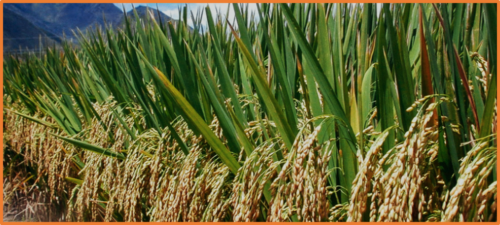Low-call-rate SNPs and presence&ndash;absence variation identified in the rice pan-genome can improve genomic prediction of rice gene bank accessions