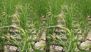 Evaluation Of Rice Germplasm For Yield Traits And Amylose Content Under Drought Stress  