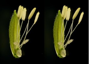 Integrating GWAS and transcriptomics to identify candidate genes conferring heat tolerance in rice
