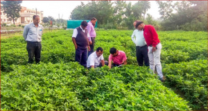 New groundnut variety with high oil, high pod yields released in central india